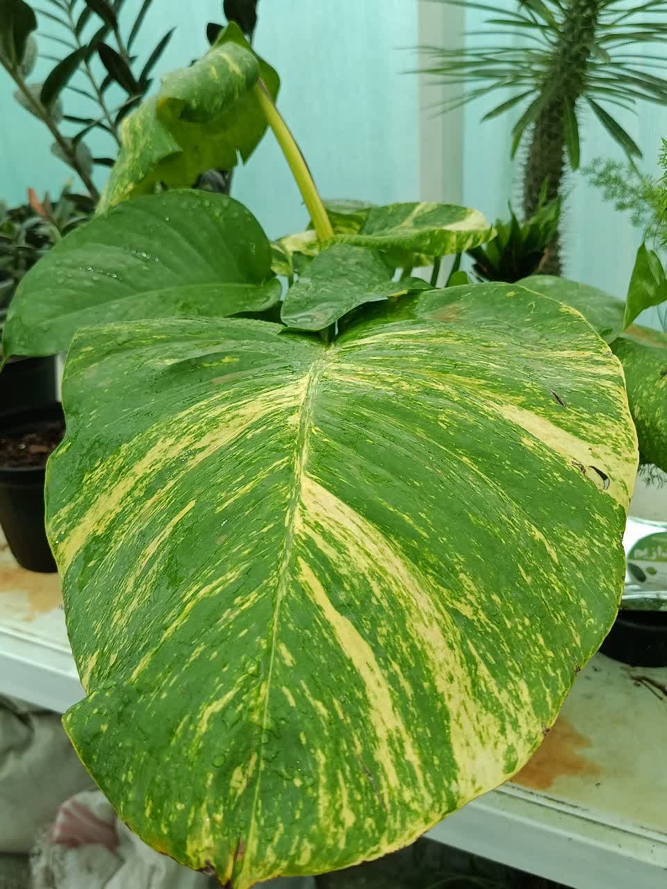 غرفه